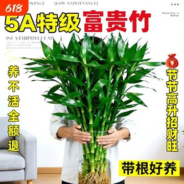 竹子根-竹子根促销价格、竹子根品牌- 淘宝