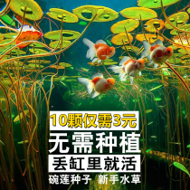 Living Room Large Water Raising Cylinder Fish Tank Turtle Transparent Hydropony Flower Pot Water Fairy Basin Bowl Lotus Basin Glass Vase Plant Utensil