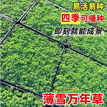 薄雪万年青-薄雪万年青促销价格、薄雪万年青品牌- 淘宝