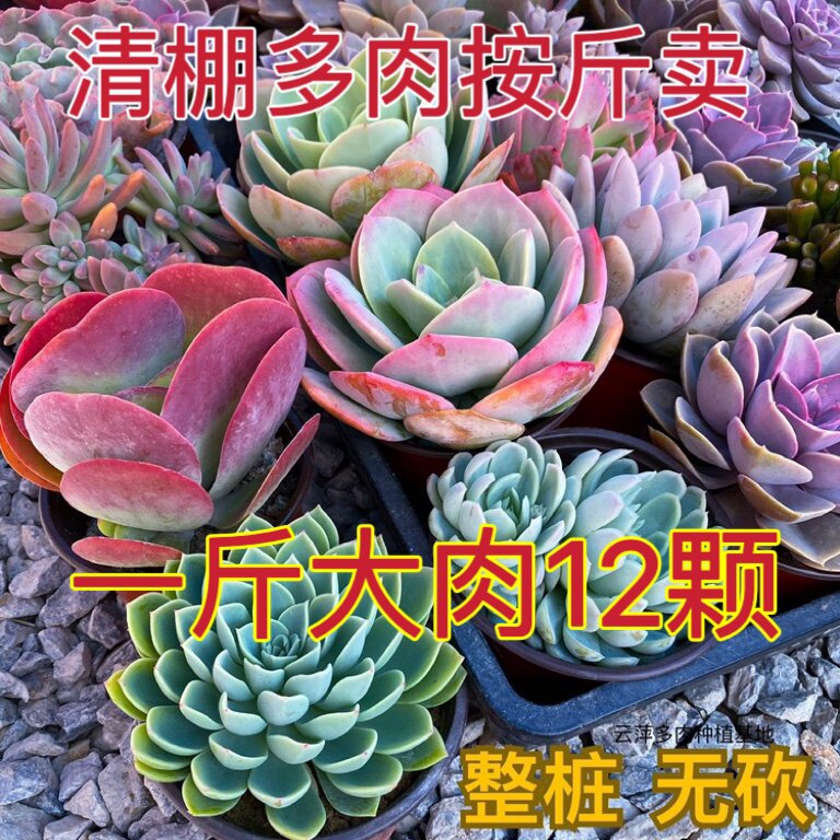 法师多肉植物老桩-法师多肉植物老桩促销价格、法师多肉植物老桩品牌- 淘宝