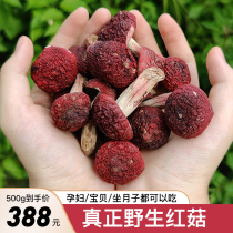 New 100% wild red mushroom dried goods 500g authentic Fujian Sanming blue bottom red mushroom pregnant women confinement nourishment