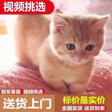 中华田园三花猫-中华田园三花猫促销价格、中华田园三花猫品牌- 淘宝