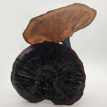  (Limited time promotion)Yunnan wild Ganoderma pruning Ganoderma wild black fungus largest Ganoderma can be sliced specifications