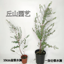 Qiushan Gardening Yucali Silver Water Drop Blue Baby Eucalyptus Eucalyptus Silver Dollar Eucalyptus Eucalyptus Leaf INS Wind Buy Three Free One