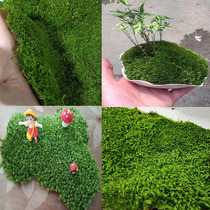 Moss Bryophytes Fresh rockery Land and water rain forest tank bonsai landscaping paving diy white hair moss