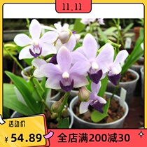 Spot-Dorit Kenneth Schubert x Purple Martinx Blue Dori Phalaenopsis