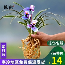 Orchid seedlings with bud Purple moon lotus Phnom Penh dwarf orchid potted indoor good cultivation fragrant flower Bluegrass 