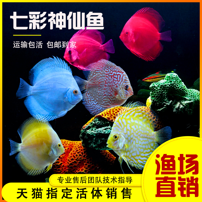 Tropical Aquarium fish Colorful angelfish Plaid Tianzi Red pigeon Red lid Live freshwater fish seedlings Lucky fish