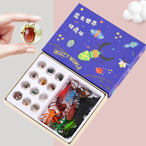 Three bubble childrens early education cognitive educational toys Amber insect simulation taxidermy suit for boys and girls small toys