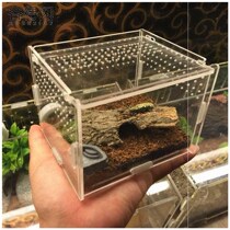 Insect resident reptile scorpion feeding supplies large glass snake box lizard beetle breeding pet small pet box send