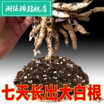 Orchid soil special soil Clivia Green Earth orchid Dendrobium plant plant pine bark perlite pine needle
