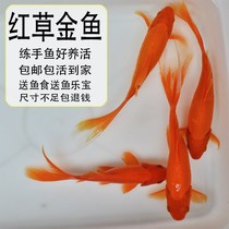 Red grass goldfish exercise fish freshwater fish good ornamental fish small cold water fish long tail cold water parrot fish fry