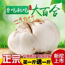 Lanzhou lily fresh lily 500g edible sweet lily Gansu specialty natural non-dry goods
