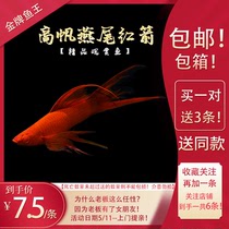Purebred High fin Dovetail Red Swordfish Red Sword Double Sword Mary Viviparous fish Tropical Freshwater Small cold water ornamental fish