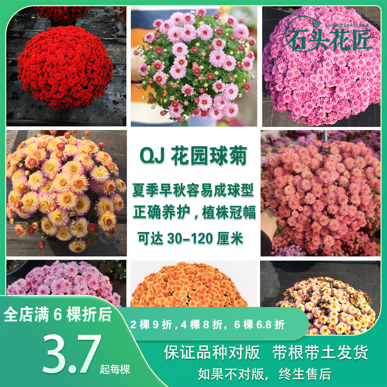 七彩球菊-七彩球菊促销价格、七彩球菊品牌- 淘宝