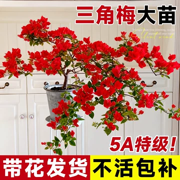 大红色三角梅-大红色三角梅促销价格、大红色三角梅品牌- 淘宝