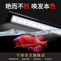 Qianxun dragon fish lamp special LED light parrot red dragon fish koi roast color hair color enhancement waterproof fish tank lamp