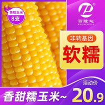 Belongda yellow glutinous corn sticky non-genetically modified sweet instant new corn cob minus vacuum fresh northeast fertilizer meal 8
