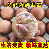Farmhouse hair egg chicken embryo egg fresh egg half chicken half egg Phoenix egg 18 day hair egg raw 40 more than 40 provinces