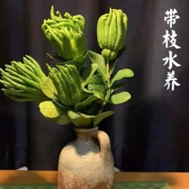 (Now cut and hair)Jinhua bergamot fresh with branches water raise Bergamot fresh Bergamot citrus play with Qingyuan