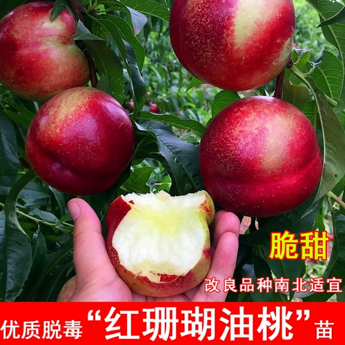 Привитые саженцы красного кораллового нектарина, хрустящие сладкие саженцы нектарина, бассейновые посадки, холодостойкие садовые посадки на севере и юге, дающие результаты в одном году.