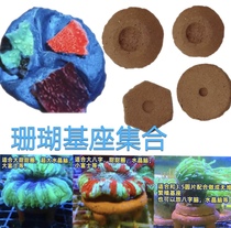 Brain coral base Huanghai tile brain base button breeding base tile platter eight-character brain base Fuji brain