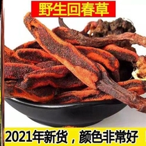 Echinoid grass primrose wild ageless grass Yunnan primrose wild Chinese herbal medicine heart grass primrose soak in water h