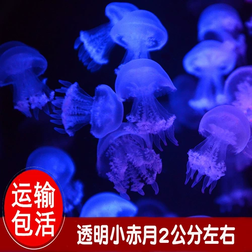 Медзоя живая сеть красные морские домашние животные Chiyue Sea Moon Inside View Glow Glow, не -токсичный и питание