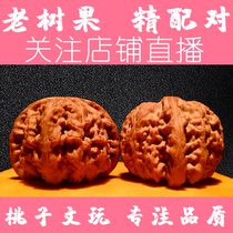Text to play walnut white lion head spherical stuffy white collection practicing hand large size Aquatic Old Tree Wild Handlebar