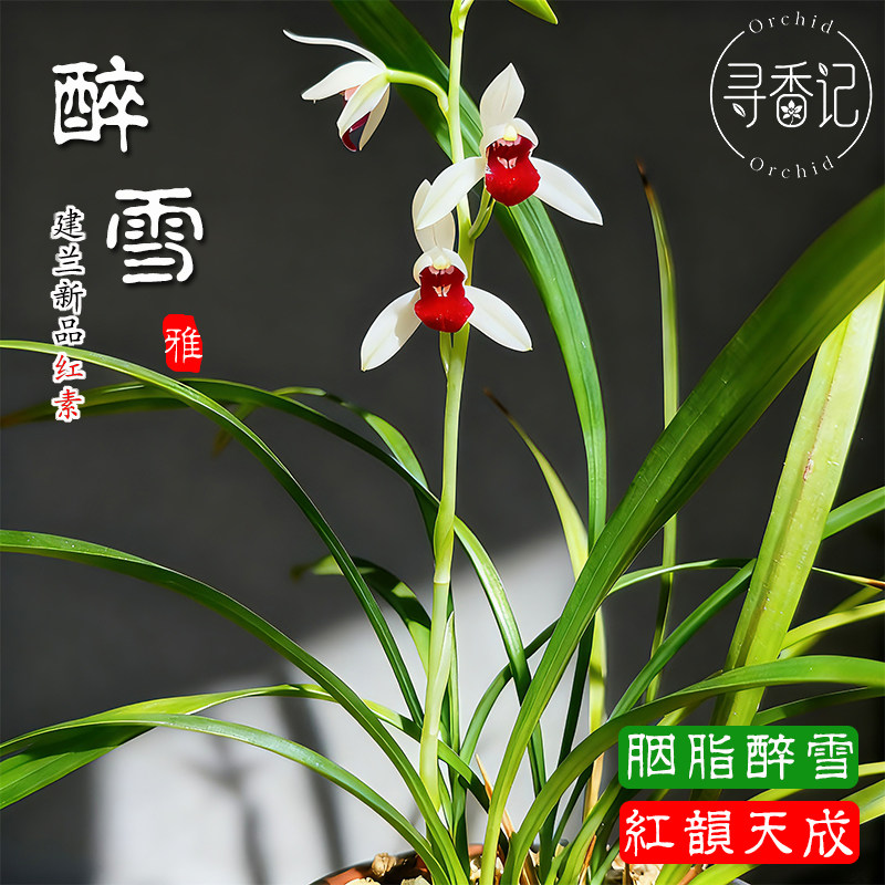 醉红素兰花-醉红素兰花促销价格、醉红素兰花品牌- 淘宝