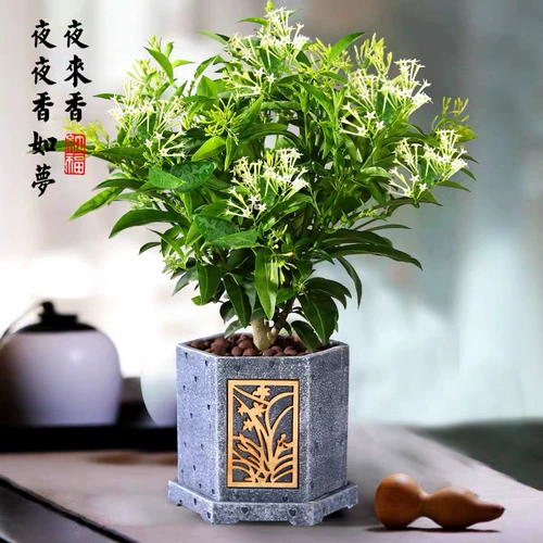 Yelai Siangpu посадки саженцы деревьев.