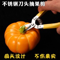 Home Fruit Tree Scissors Pruner Pruner Cut Flowers Ploring Fruit Cut Branches Scissors Greening Grafted Garden Gardening Scissors