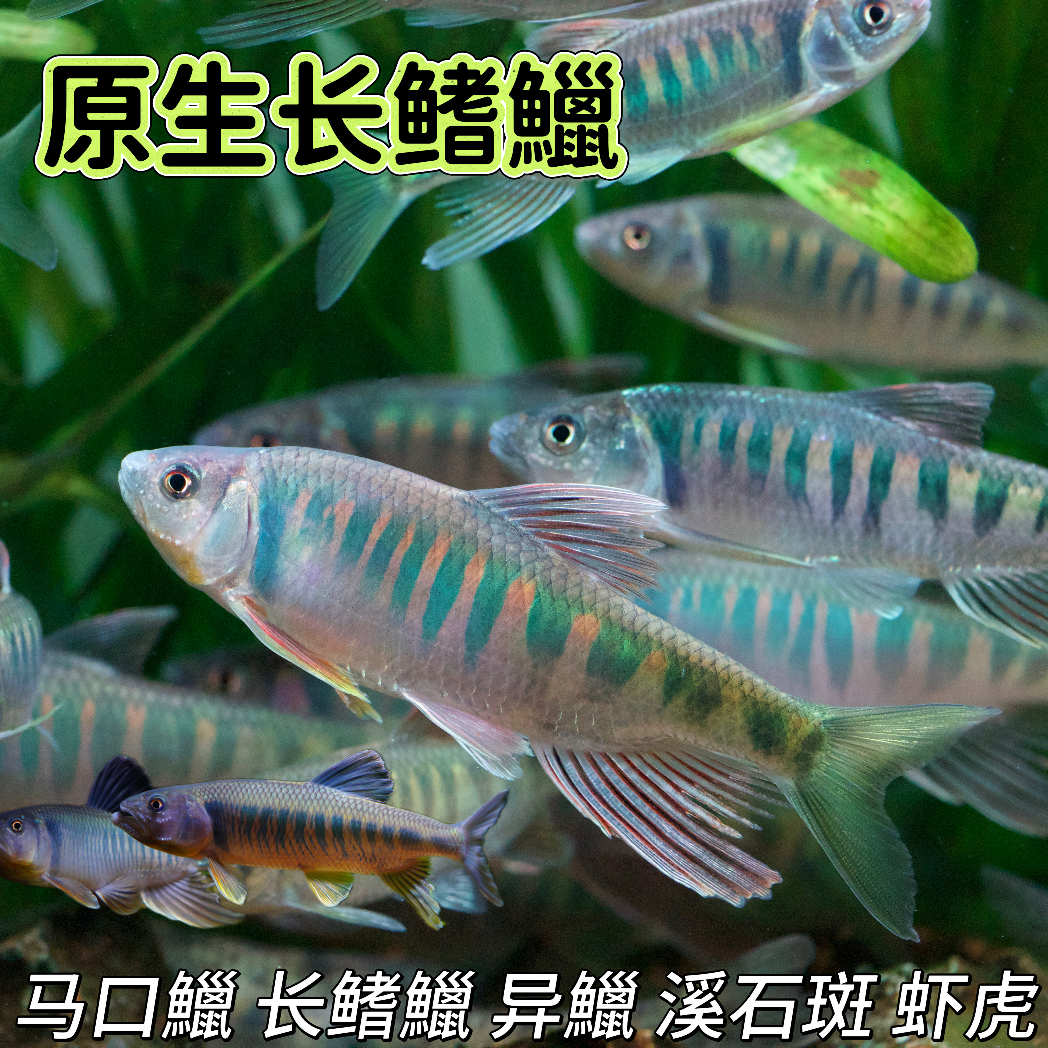 25年最火原生观赏鱼推荐!长鳍鱲溪流缸养殖体验全解析-旅游-淘宝好物网