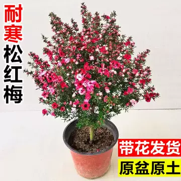 紅梅 盆栽　赤花 松红梅盆栽带花-松红梅盆栽带花促销价格、松红梅盆栽带花品牌- 淘宝