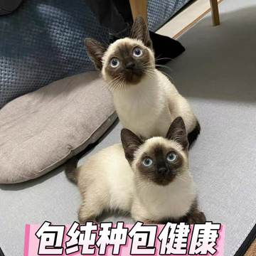 纯种暹罗猫幼猫短毛猫泰国猫海豹重点色蓝眼小猫活体宠物猫咪活物