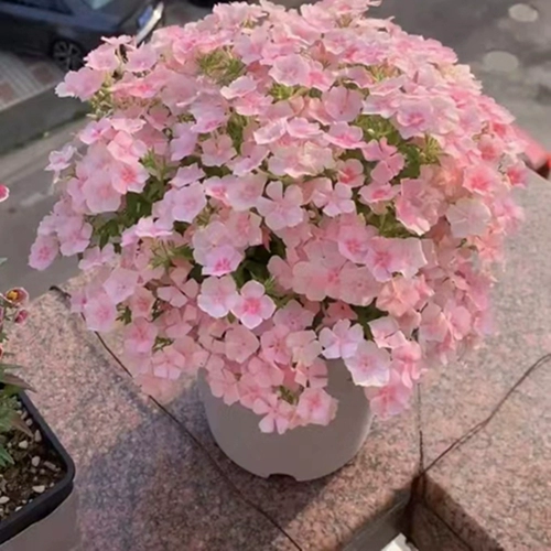 Fulu Test Flower Seed Seeds Seedings Seing Flowers, цветение, хорошо -на открытом воздухе на открытом воздухе.