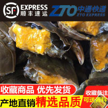 The hairy crab crab is alive (June yellow) fresh and small crab big brake crab small RMBone crab river fragrant and spicy crab two