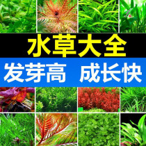Green implanted in the fish tank fish tank water raising lazy four seasons water grass simulation freshwater grade oxygenation decorative plants