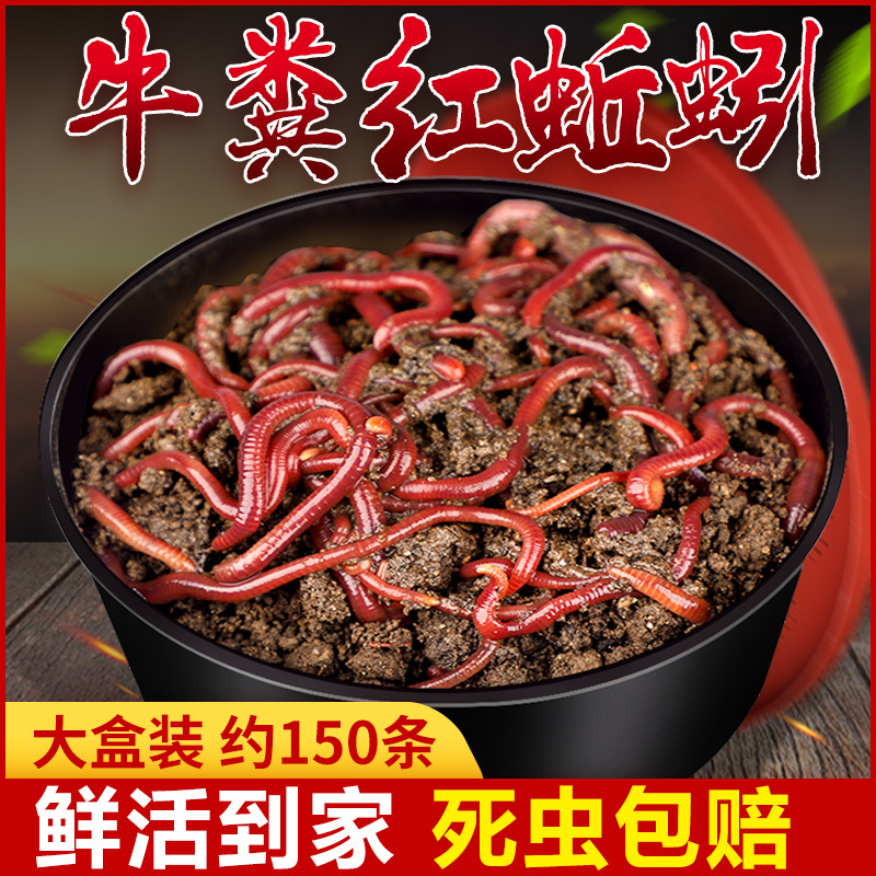 野钓必备神器！通杀鱼群的终极窝料，你敢试试吗？