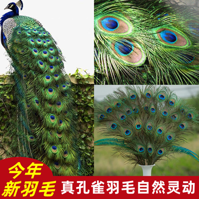 taobao agent Peacock feathers bottle naturally big eyes DIY jewelry home furnishings living room sky ornaments wedding vase decoration
