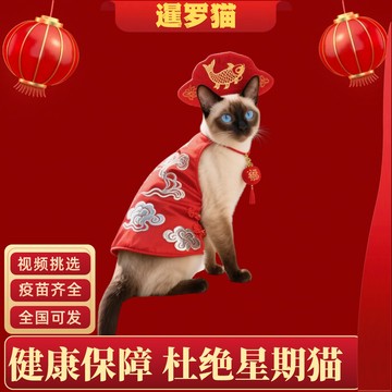 【河北猫舍】纯种暹罗猫活体星罗猫泰国猫星逻猫宠物猫咪暹罗幼猫