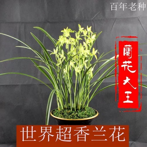 Цзянлан четыре сезона, аромат железного костяного неба, аромат четырех сезонов