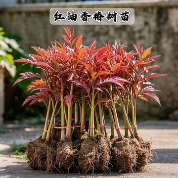 红油香椿苗树-红油香椿苗树促销价格、红油香椿苗树品牌- 淘宝