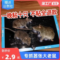 30 mice stuck with powerful sticky rat plate grab large rat black bottom secluded mice caught with the mouse capture the end of the mouse