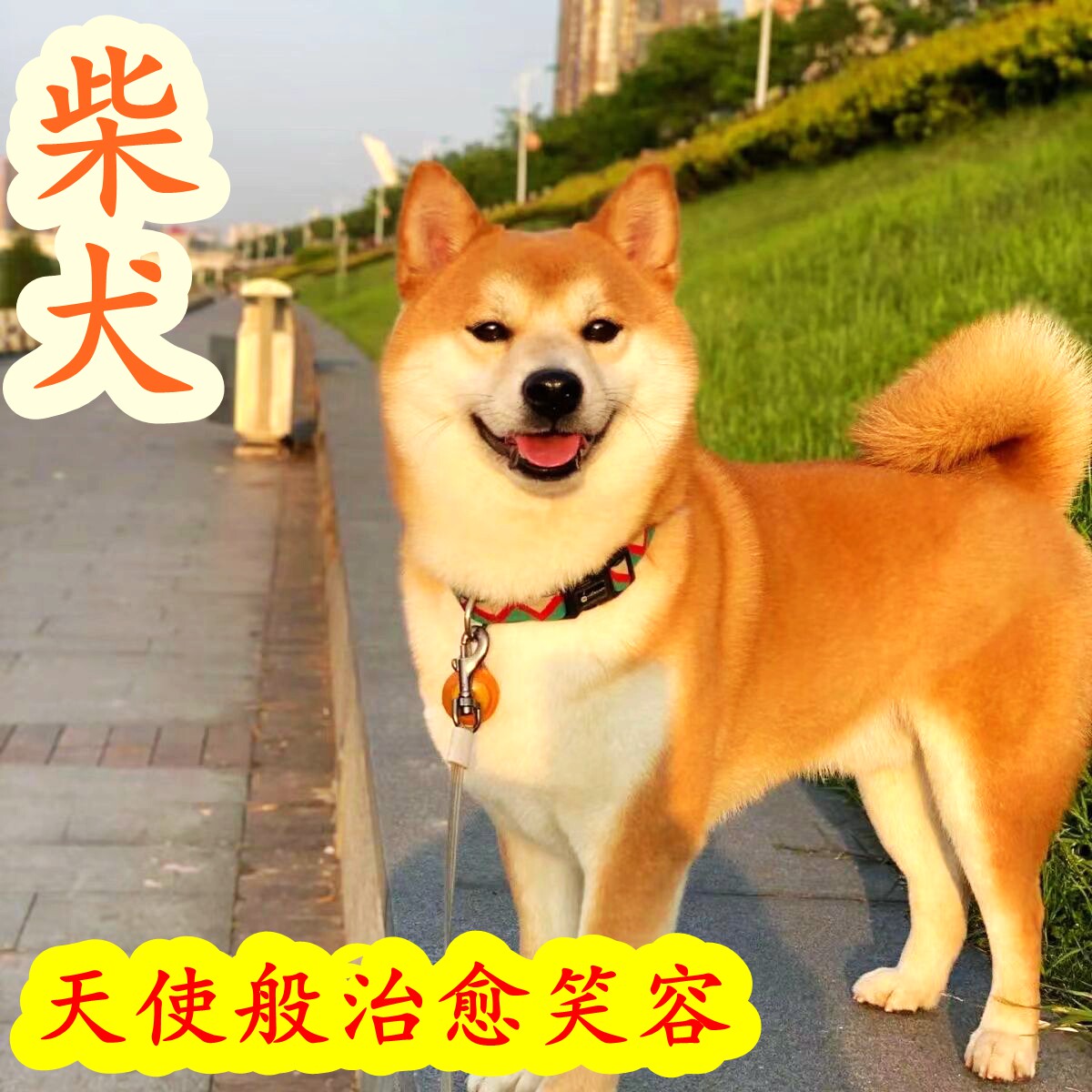 豆柴犬-豆柴犬促销价格、豆柴犬品牌- 淘宝