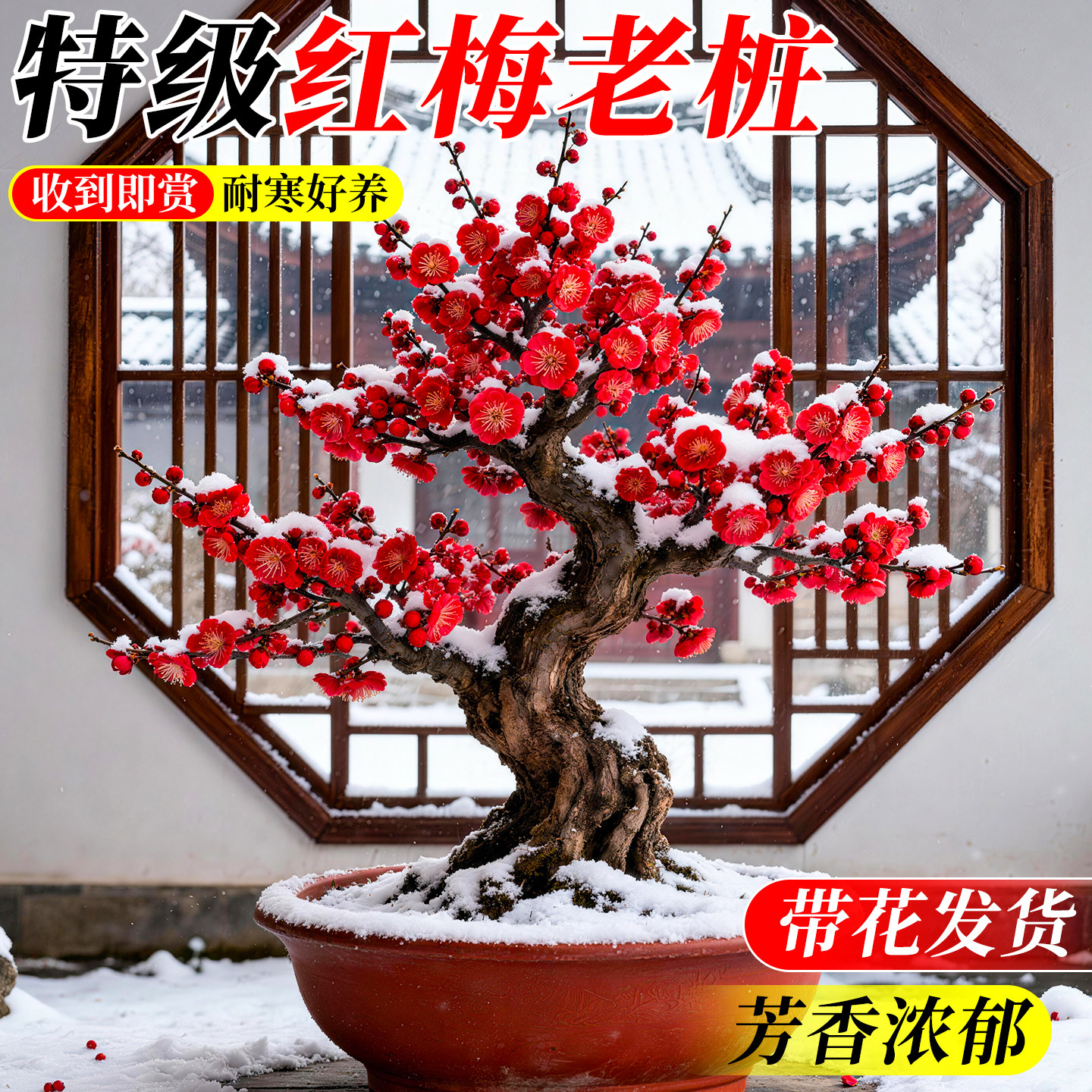 红梅红梅盆景-红梅红梅盆景促销价格、红梅红梅盆景品牌- 淘宝