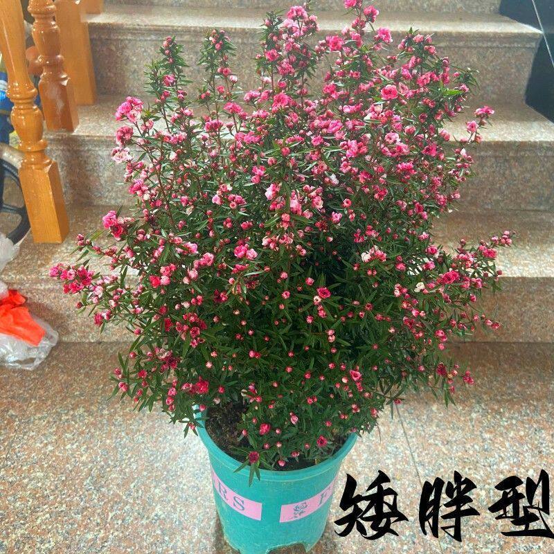 松红梅盆栽-松红梅盆栽促销价格、松红梅盆栽品牌- 淘宝