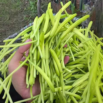 四季黄花菜种子-四季黄花菜种子促销价格、四季黄花菜种子品牌- 淘宝