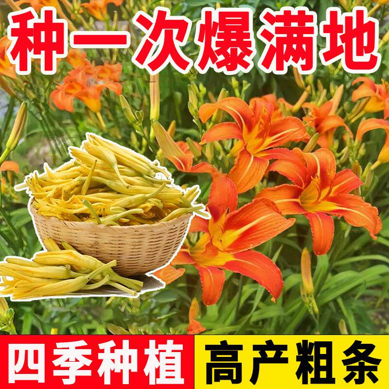 四季黄花菜种子-四季黄花菜种子促销价格、四季黄花菜种子品牌- 淘宝