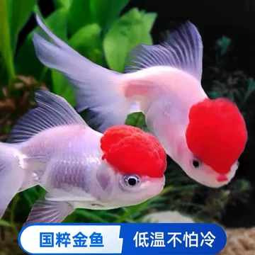 丹顶红狮子头-丹顶红狮子头促销价格、丹顶红狮子头品牌- 淘宝